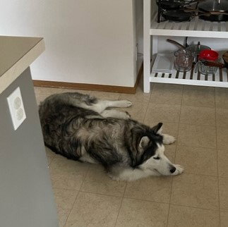 dog-image