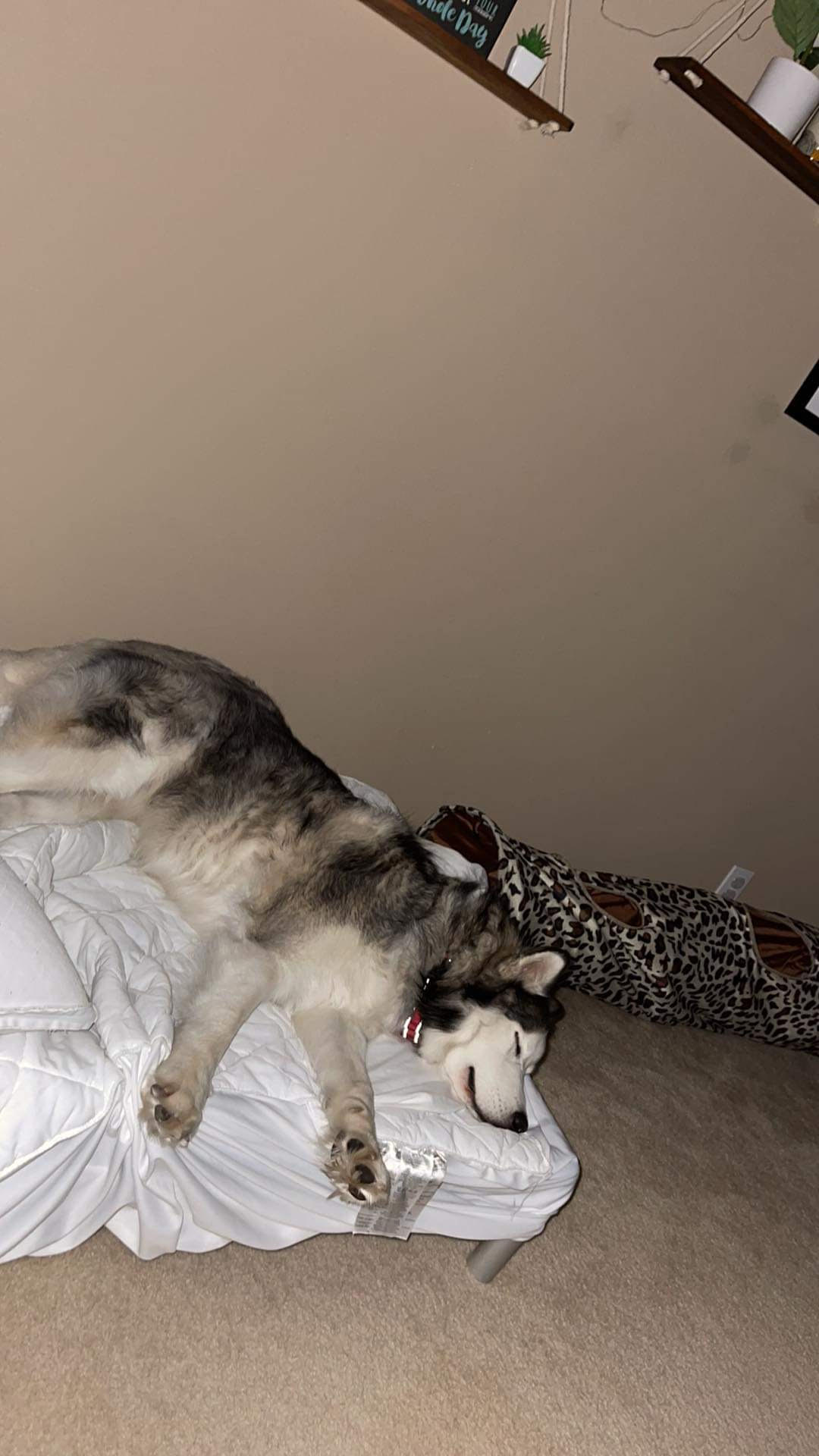 dog-image