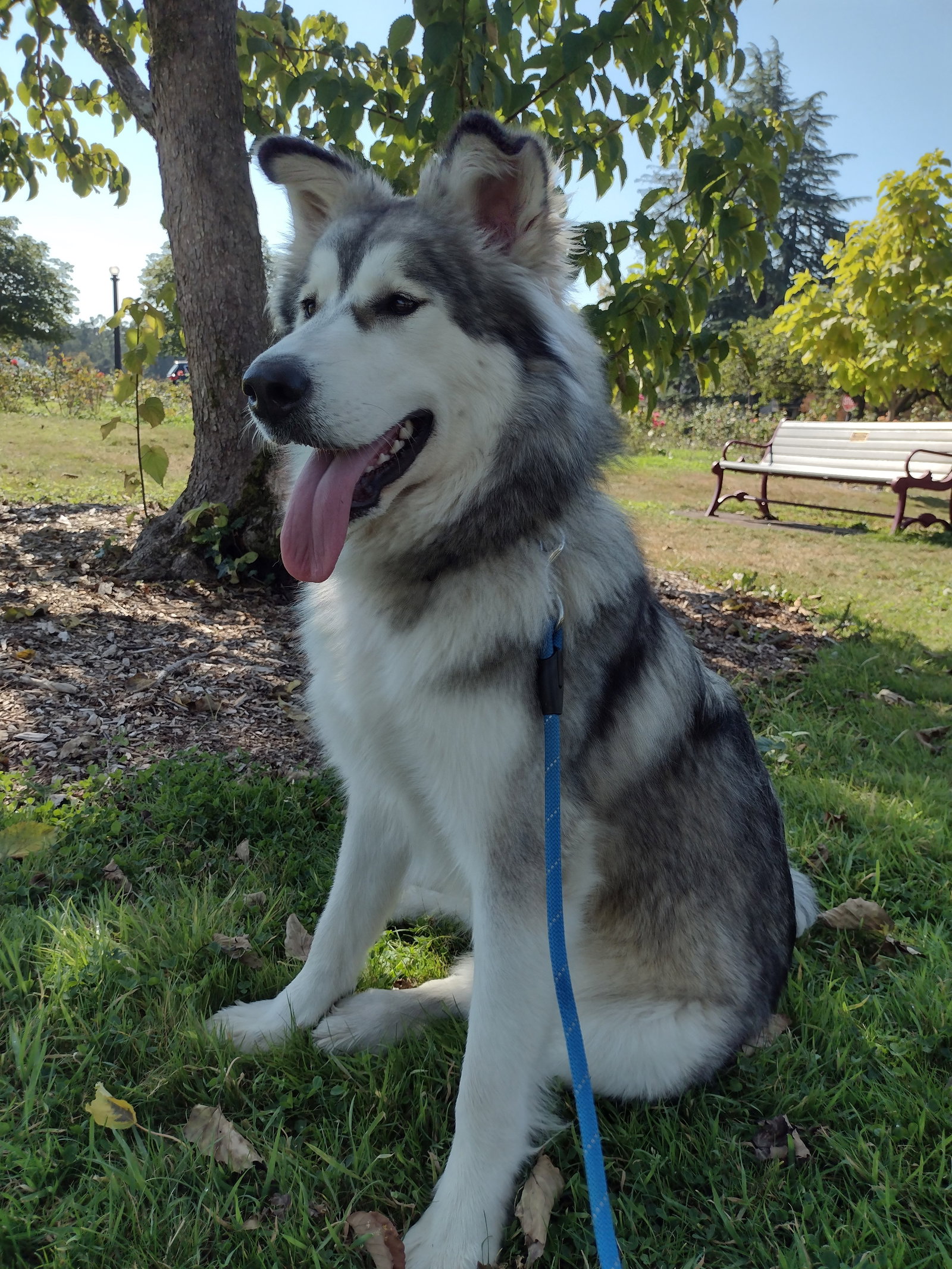 dog-image