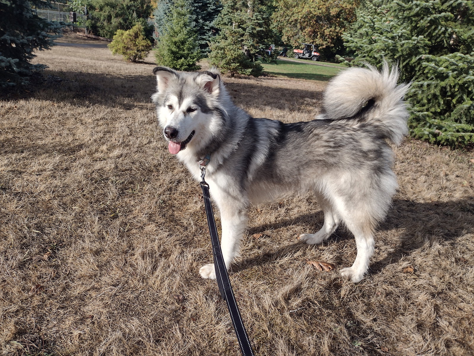 dog-image
