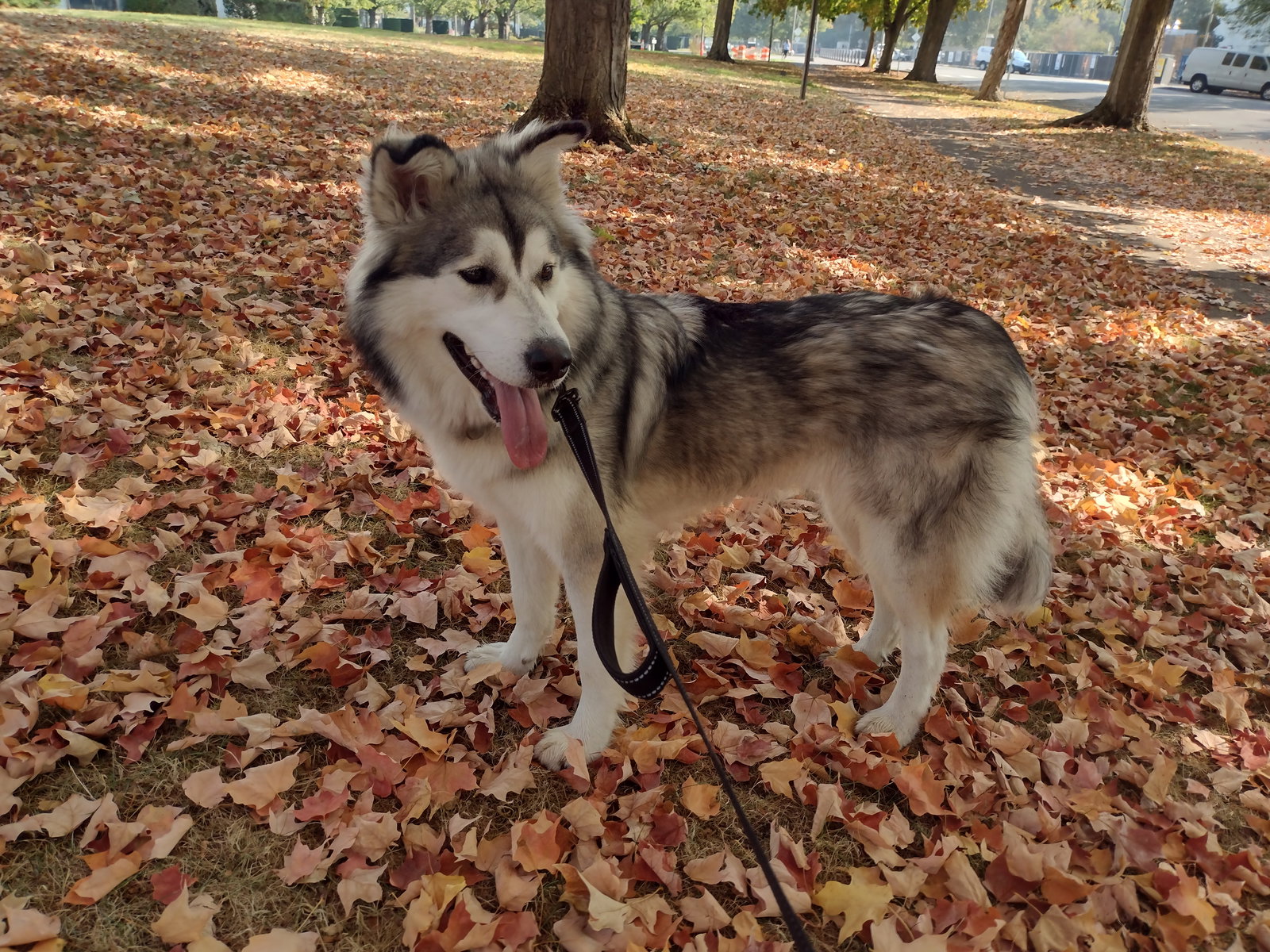 dog-image