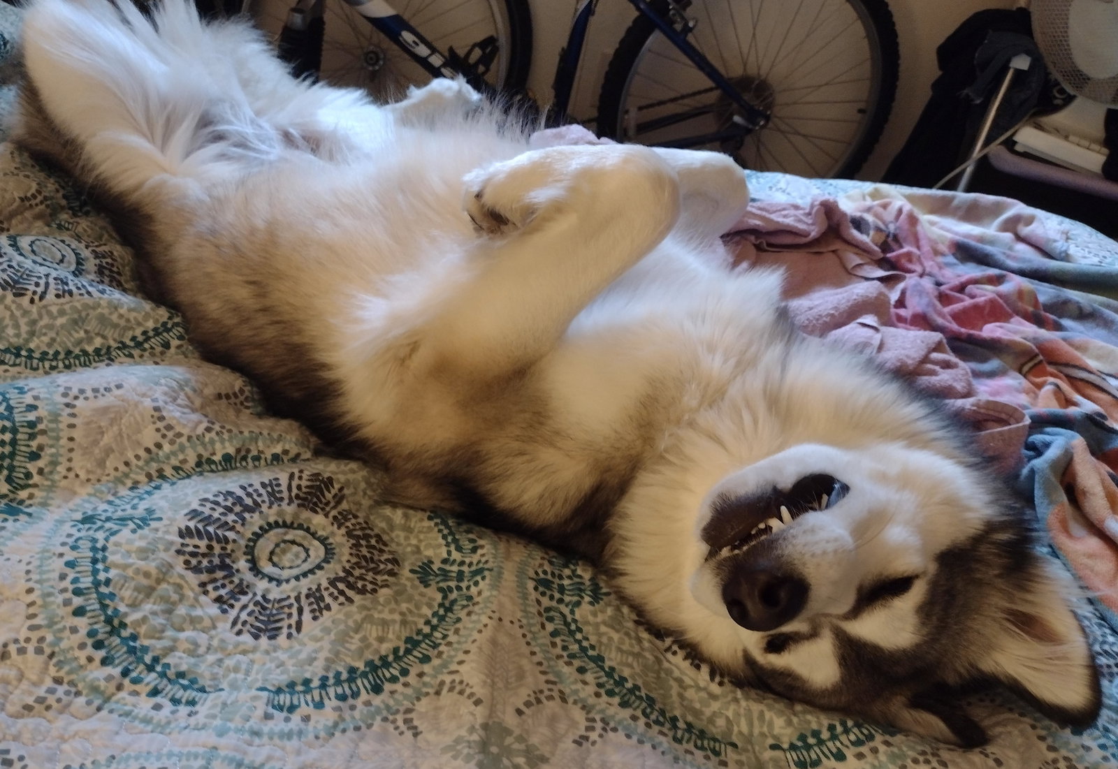 dog-image