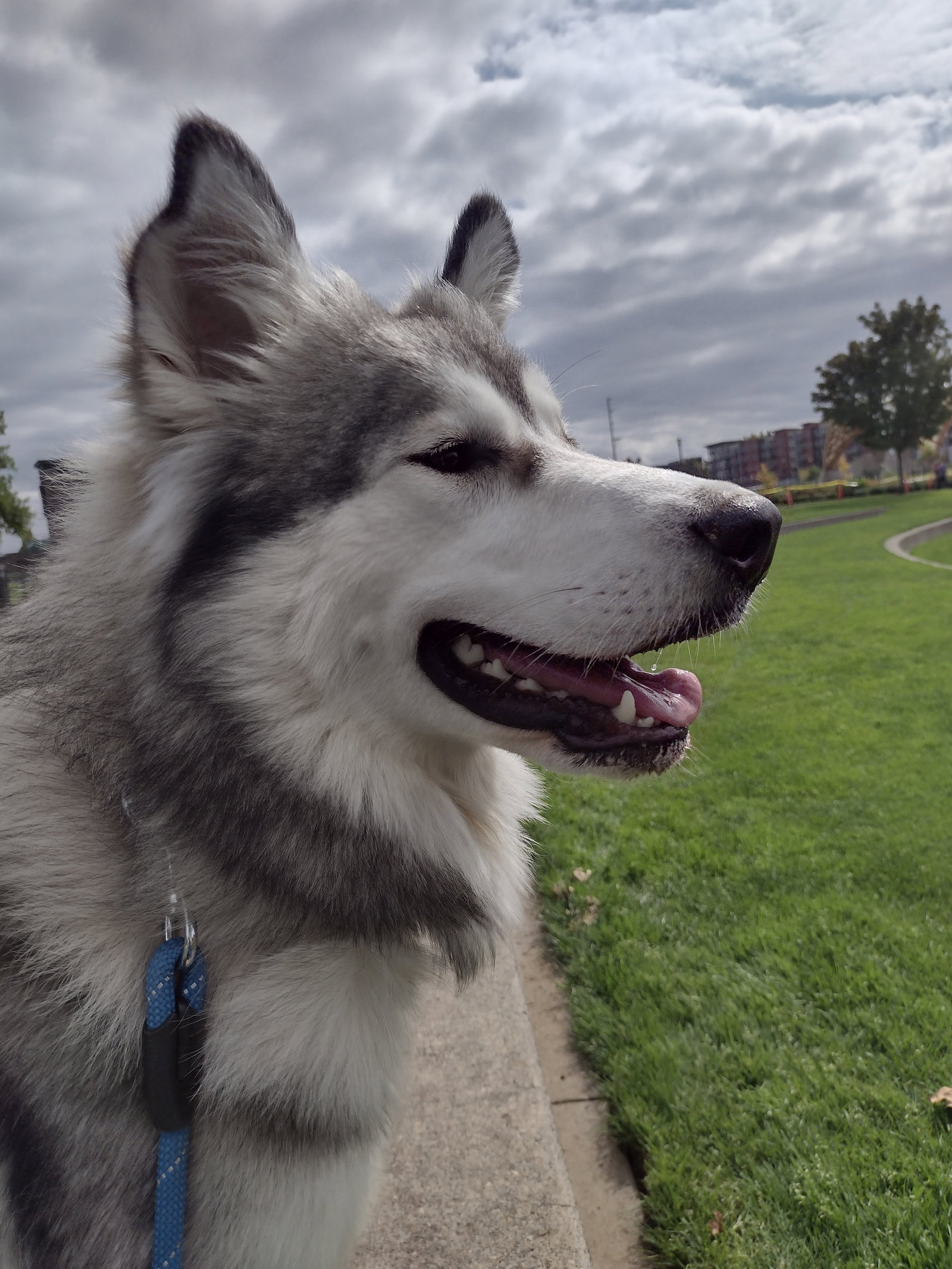 dog-image