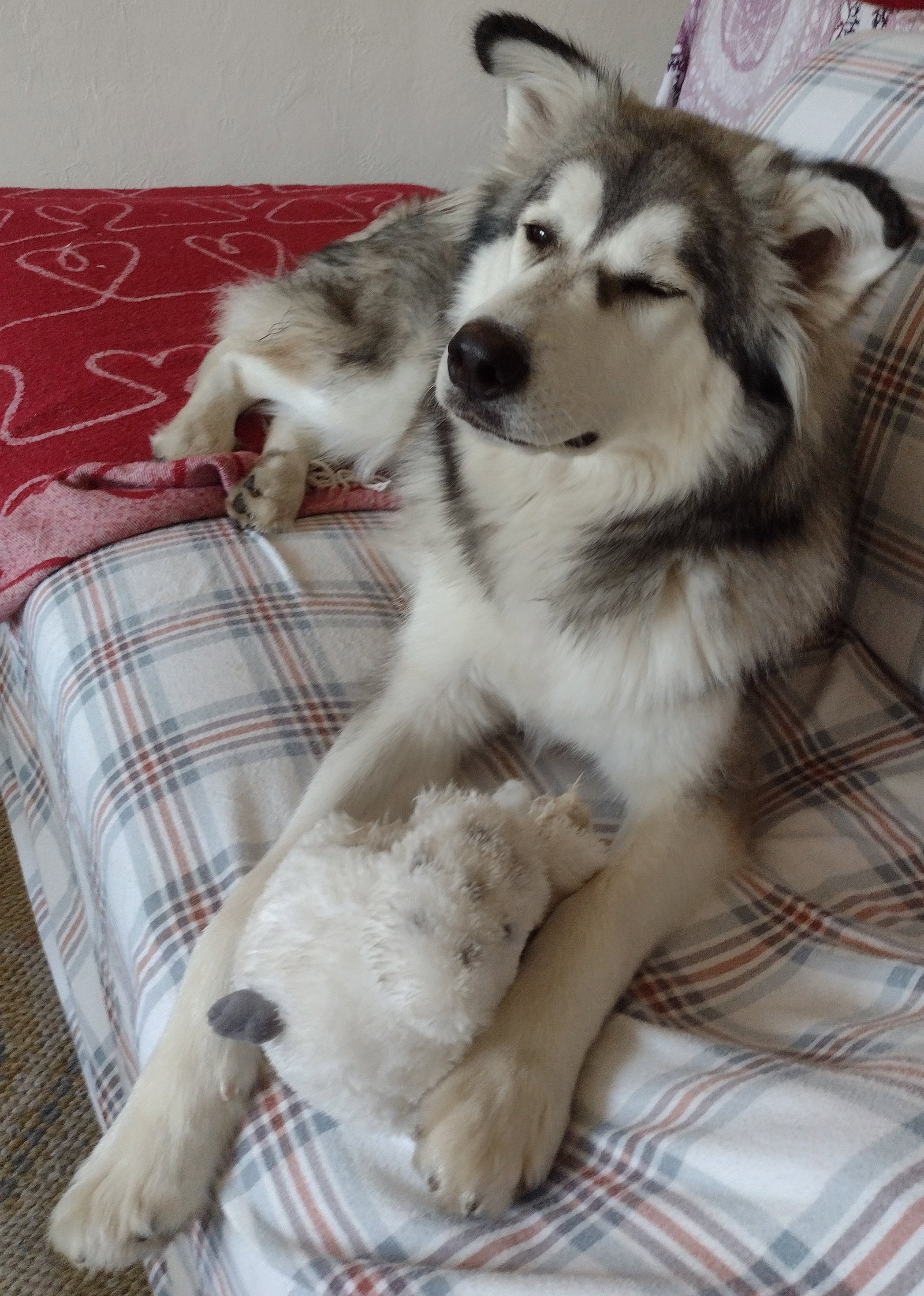 dog-image