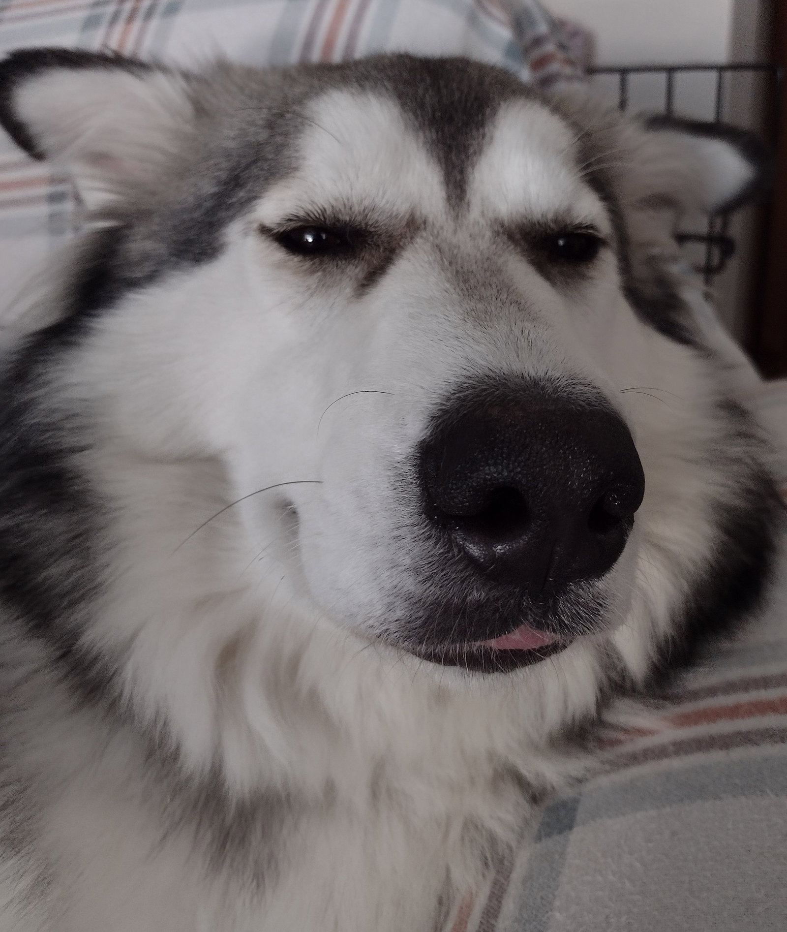 dog-image