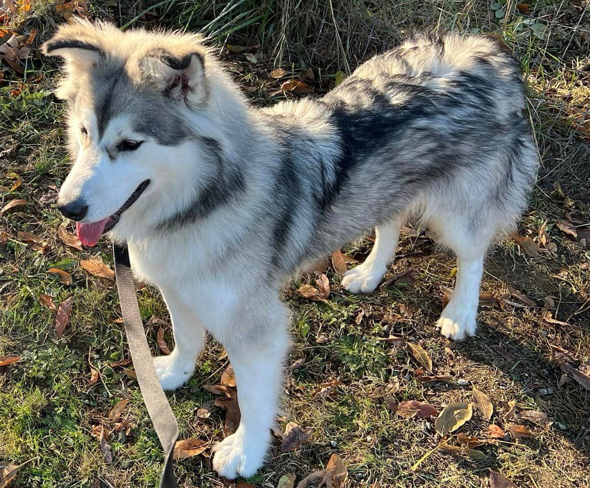 dog-image