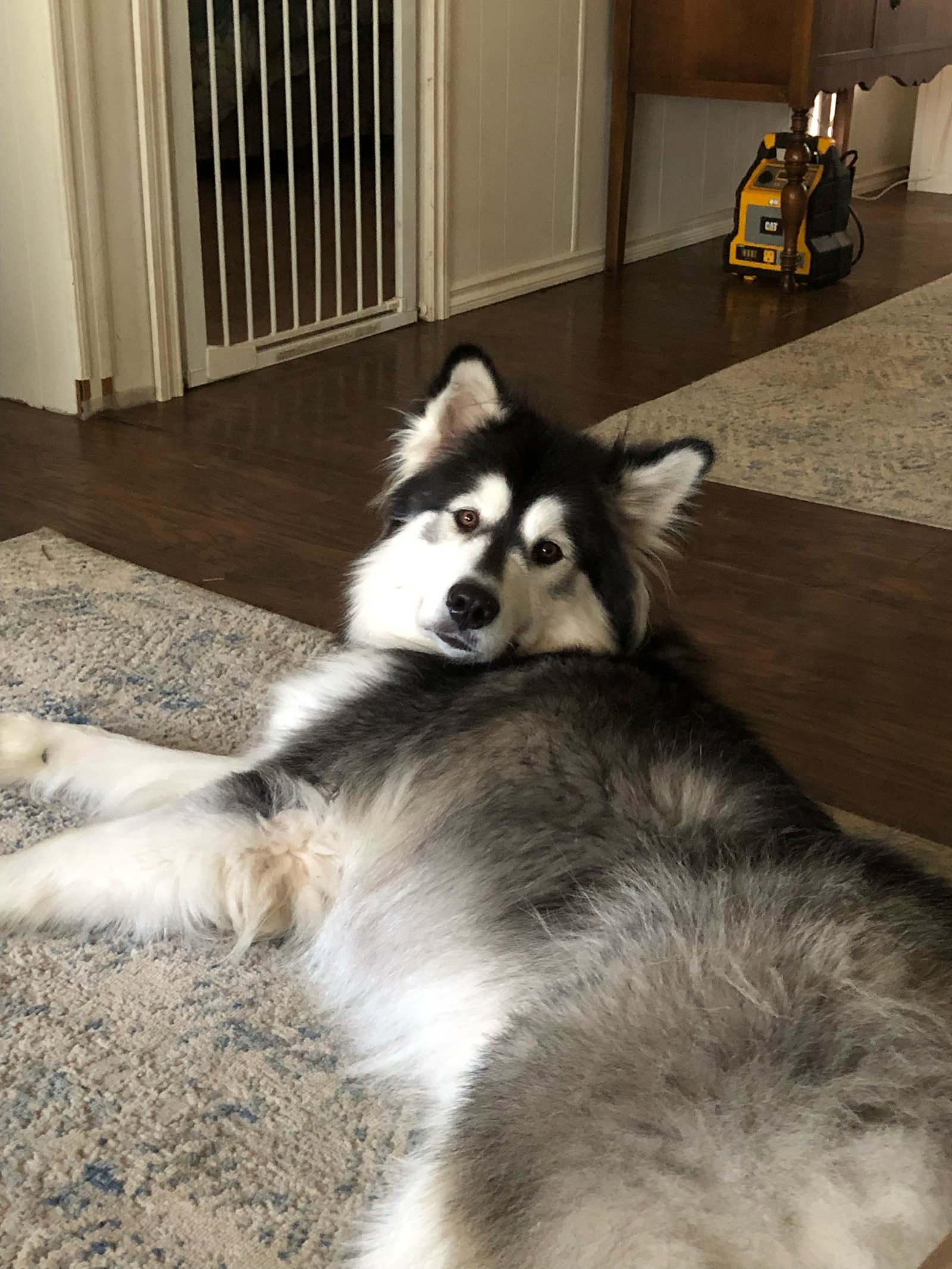 dog-image