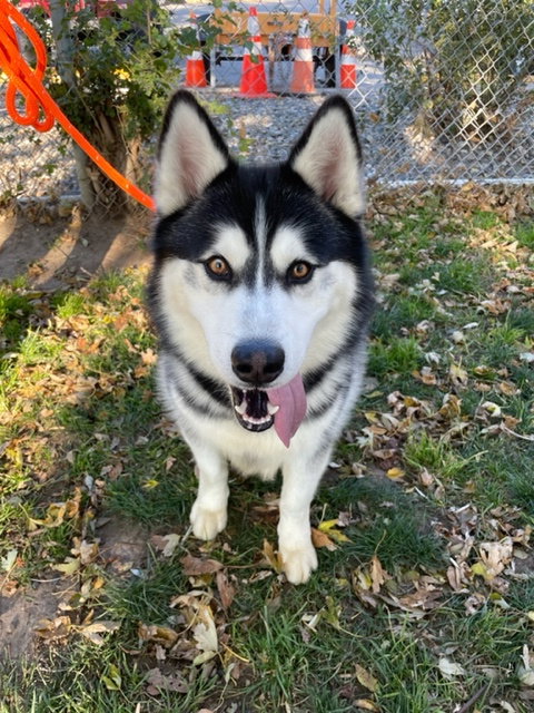 dog-image