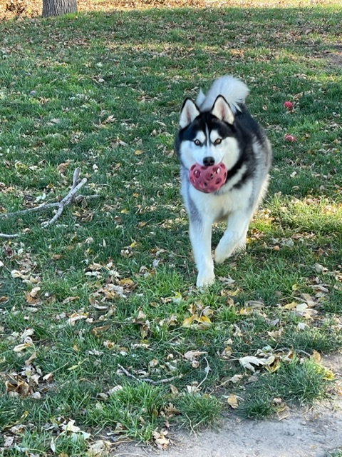 dog-image