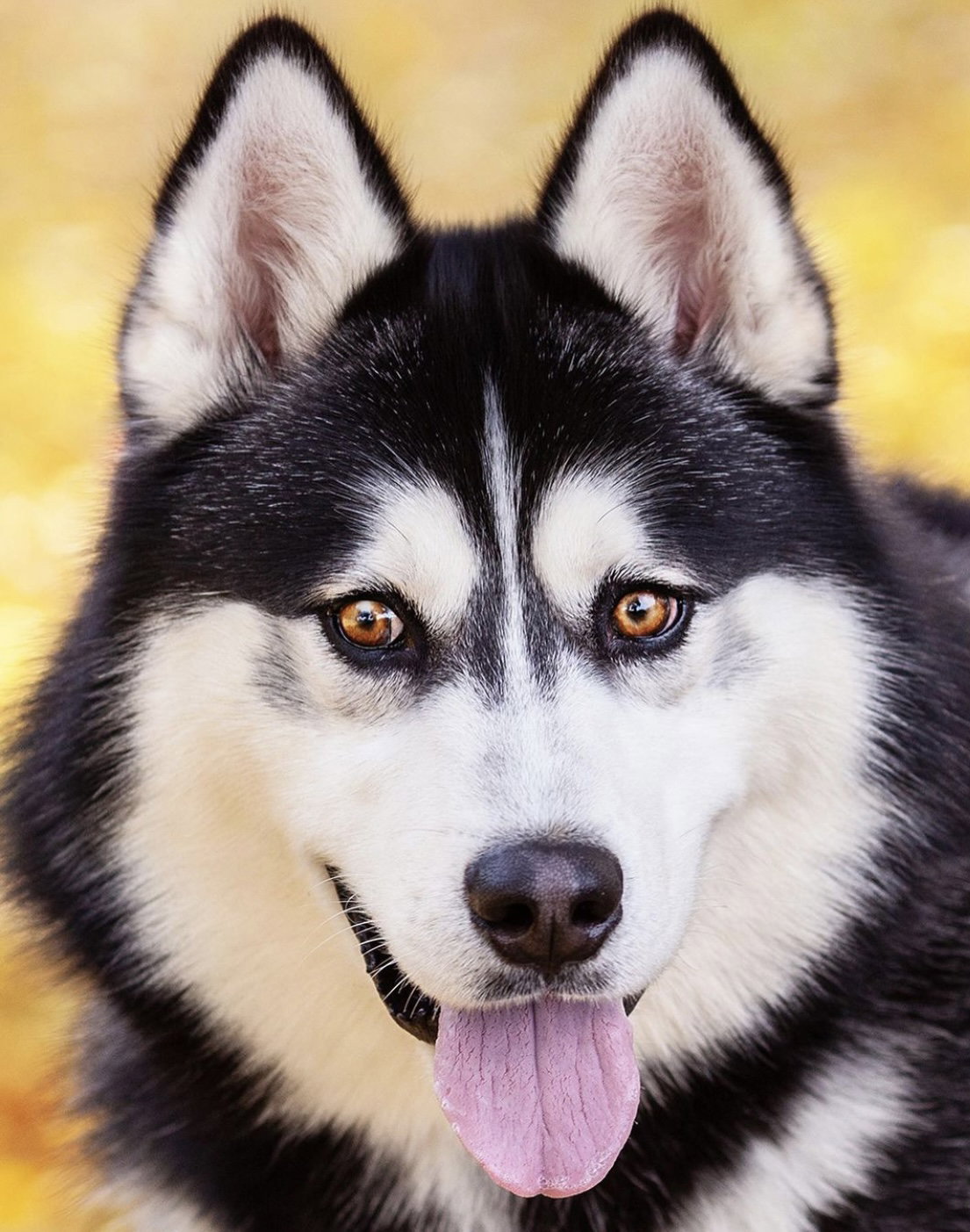 dog-image