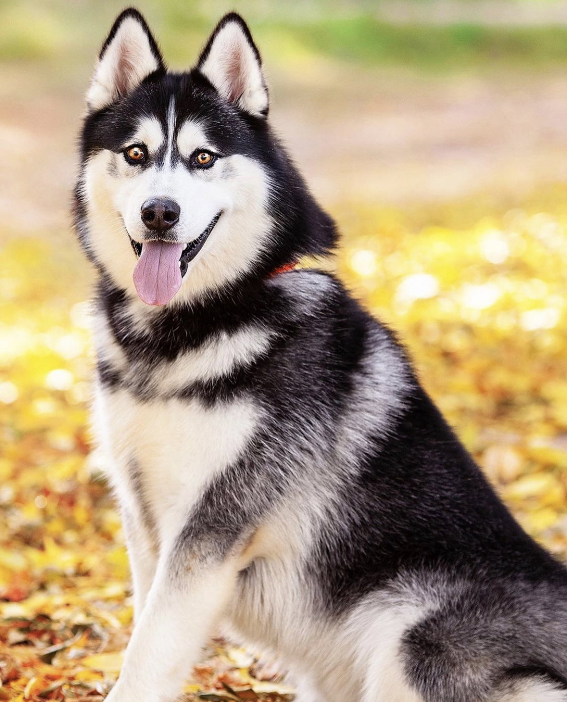 dog-image