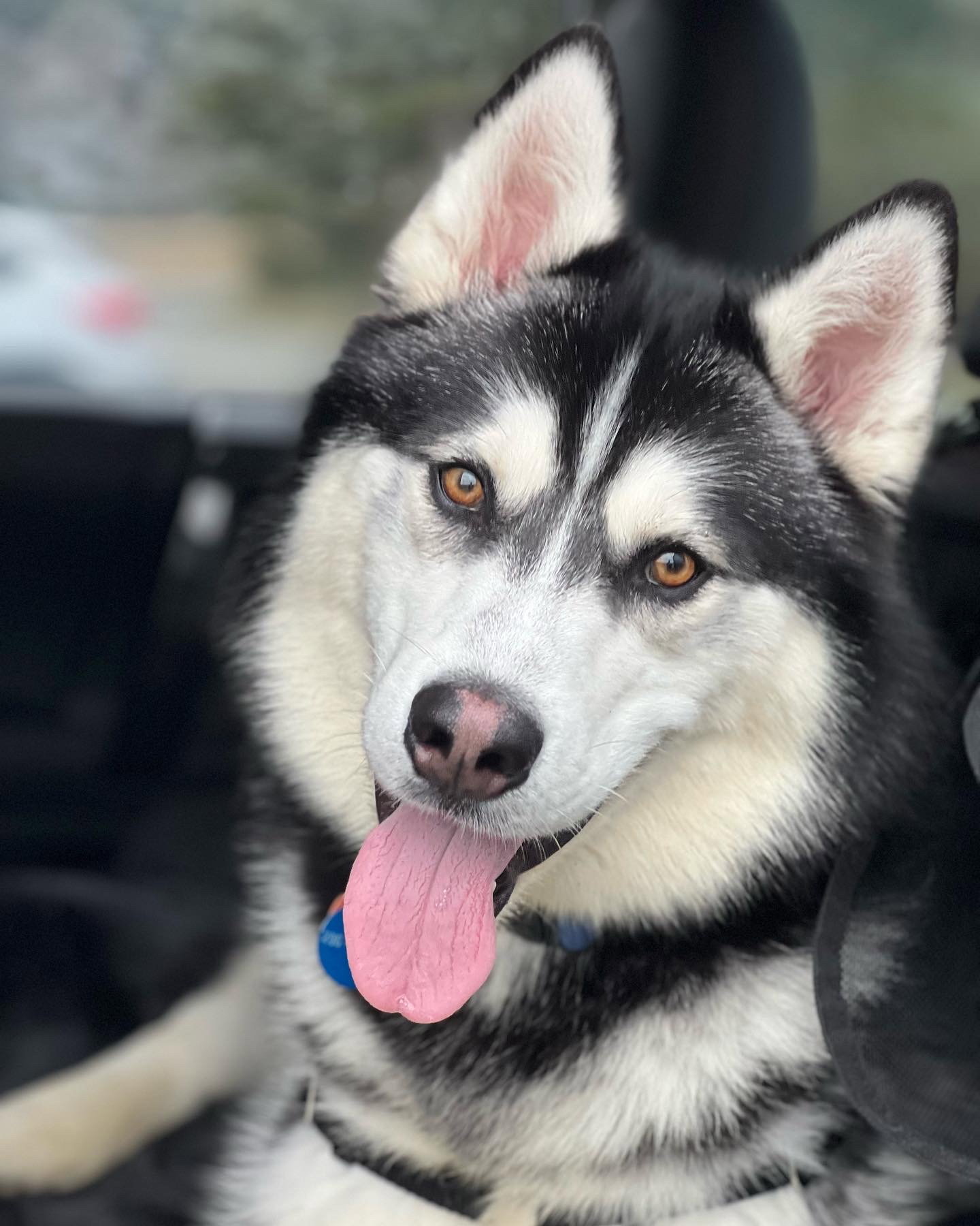 dog-image