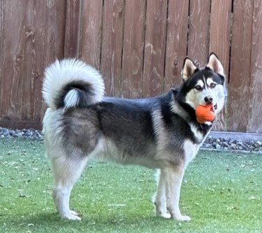dog-image