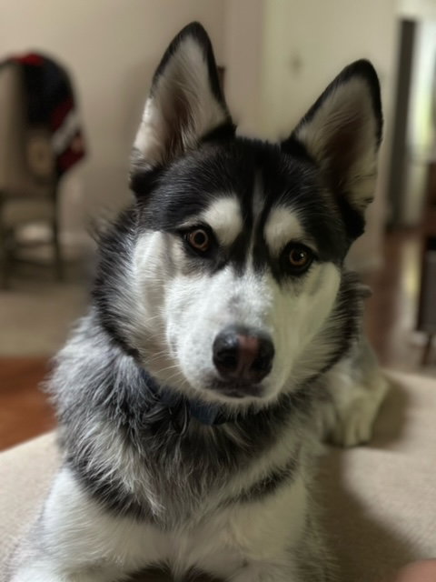 dog-image