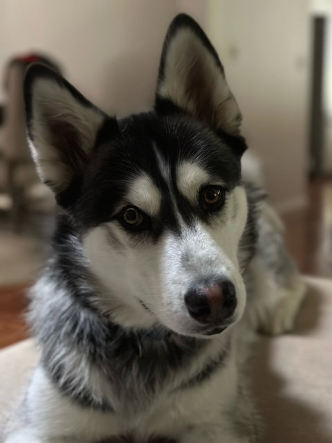 dog-image