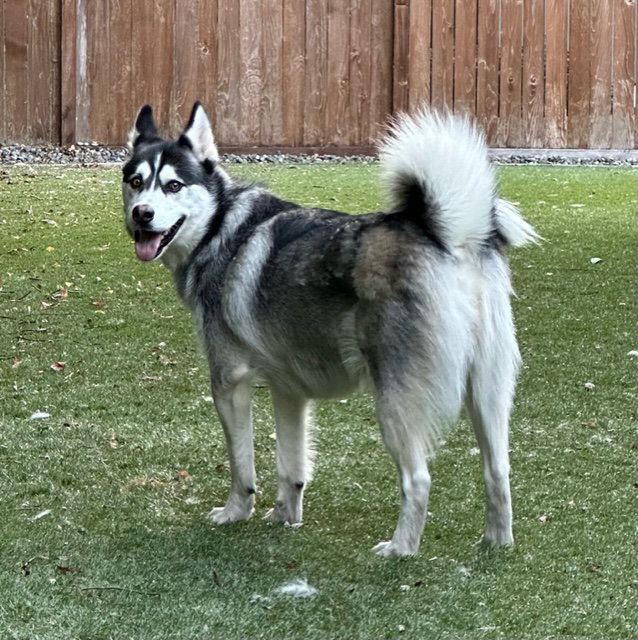 dog-image