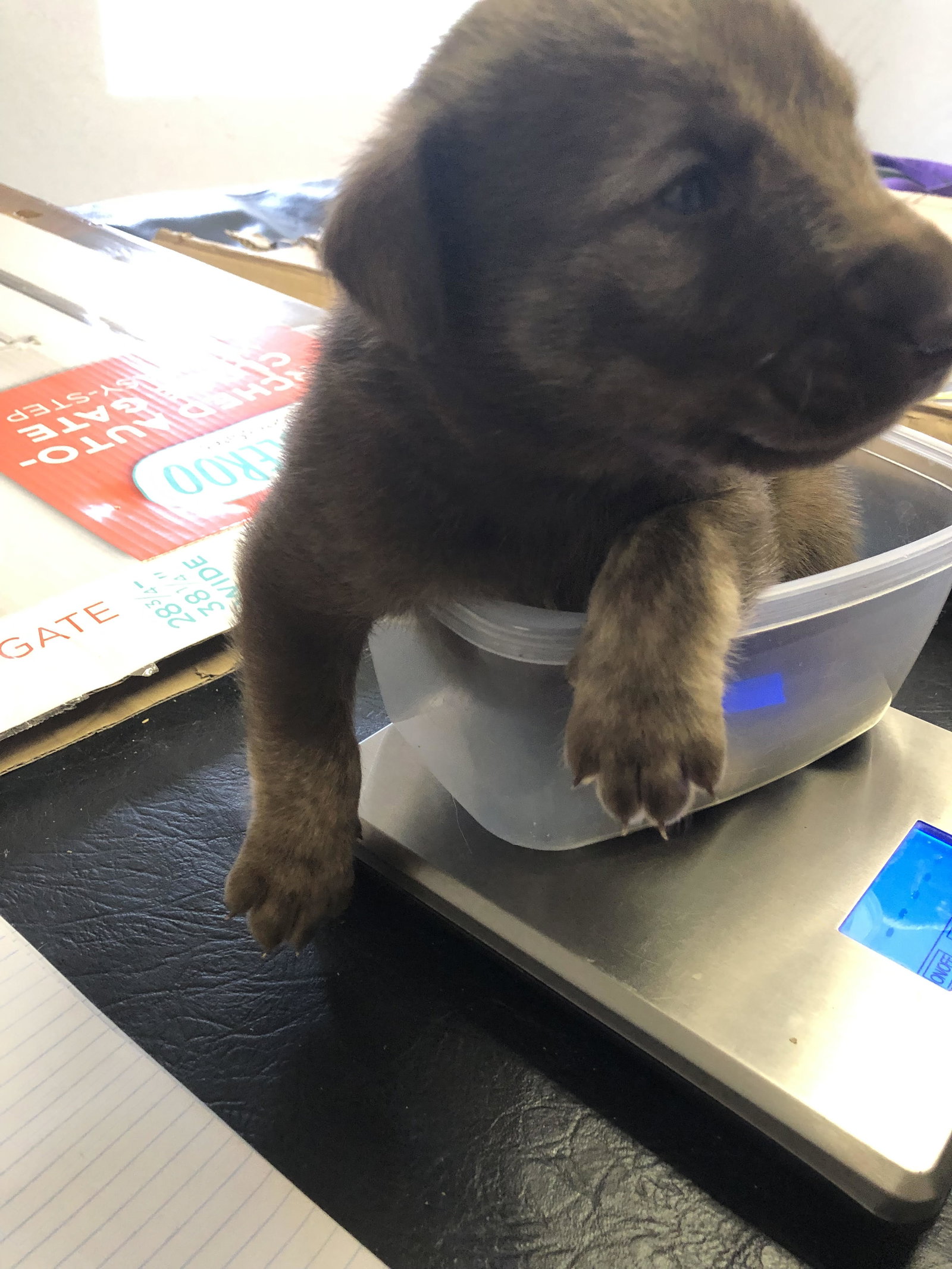 dog-image