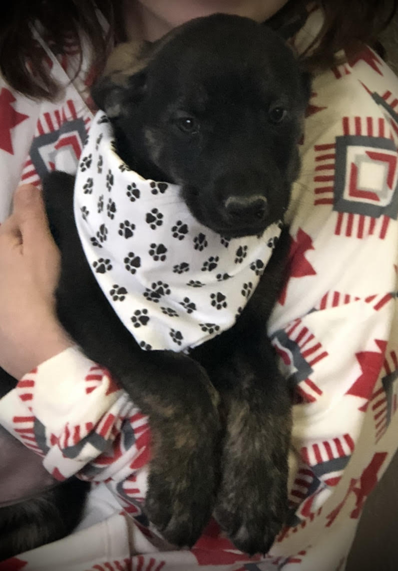 dog-image