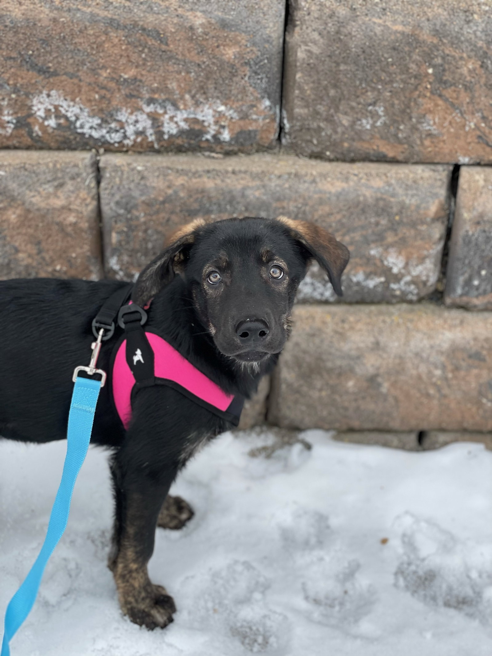 BRAVE (renamed Pepper)