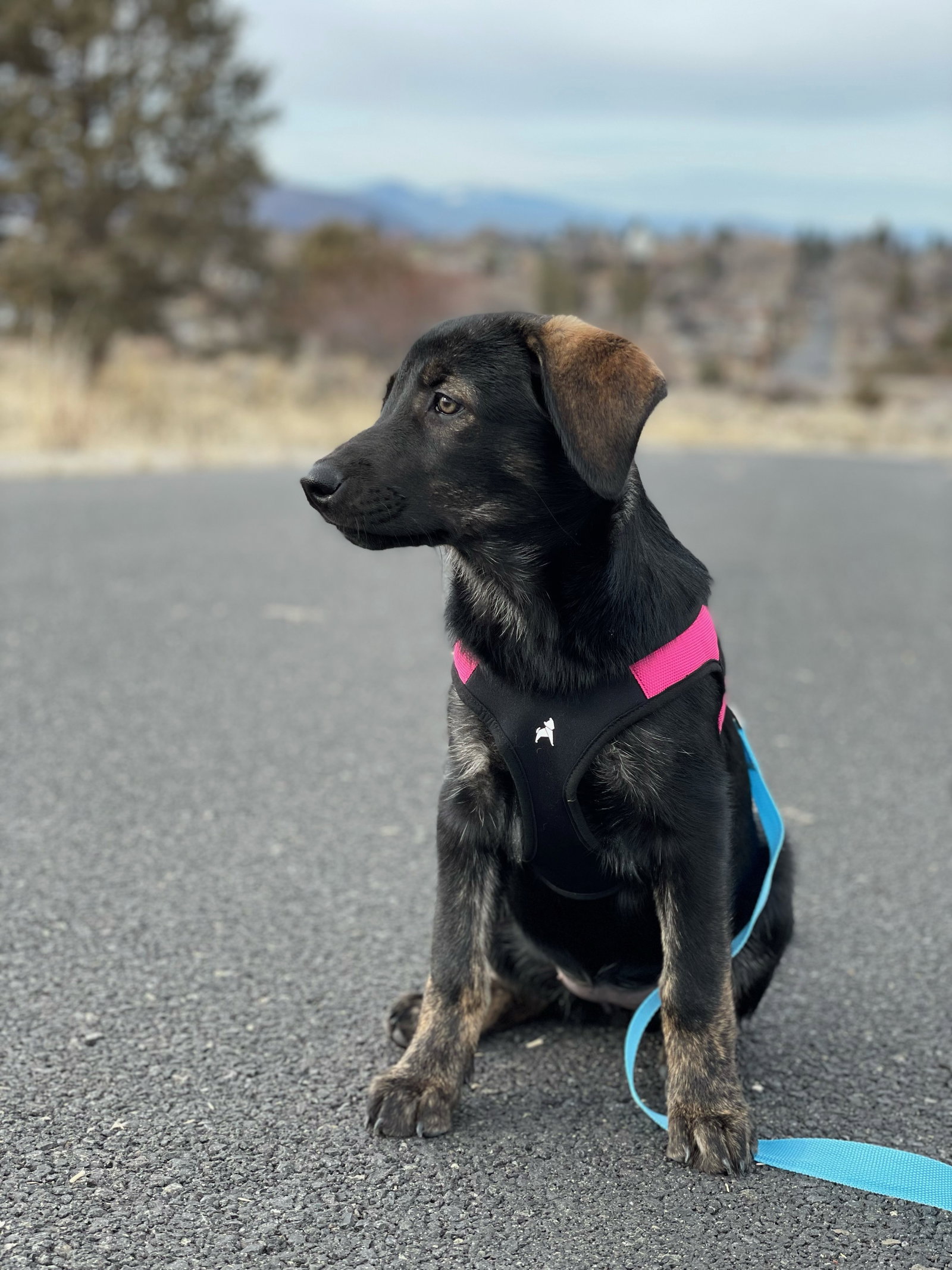 dog-image