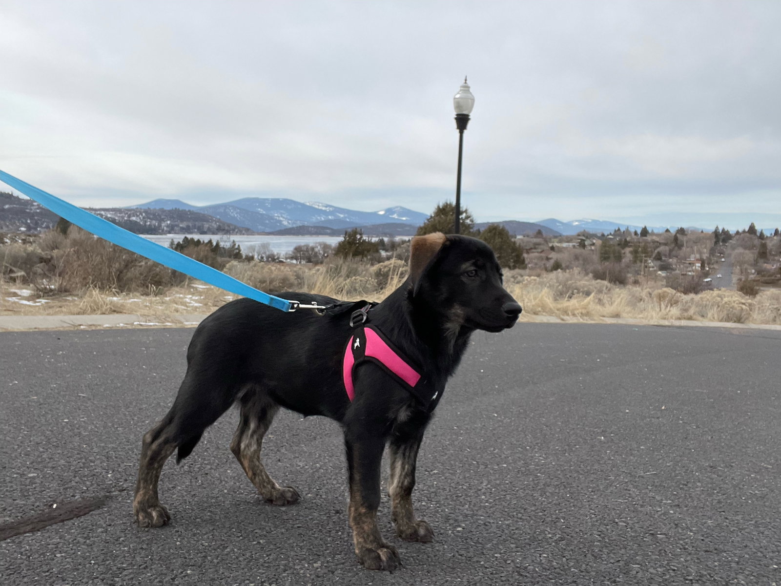 dog-image