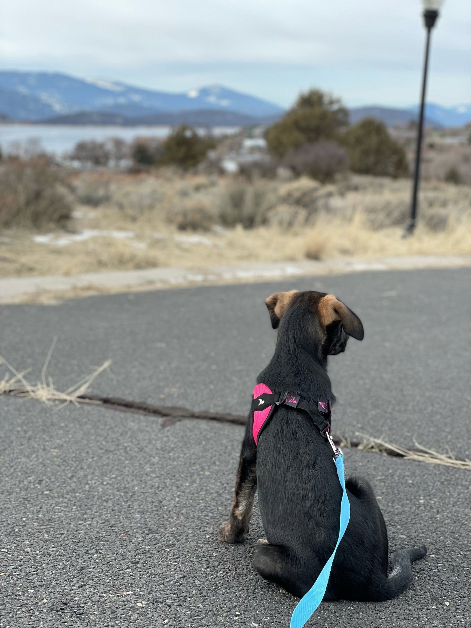 dog-image