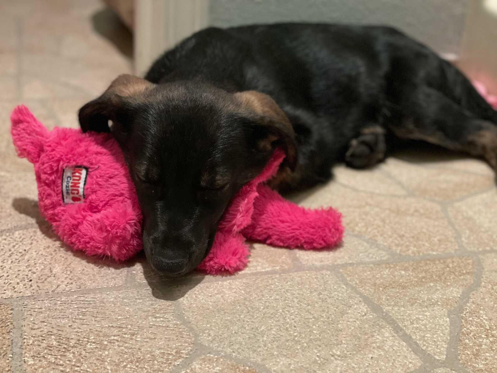 dog-image