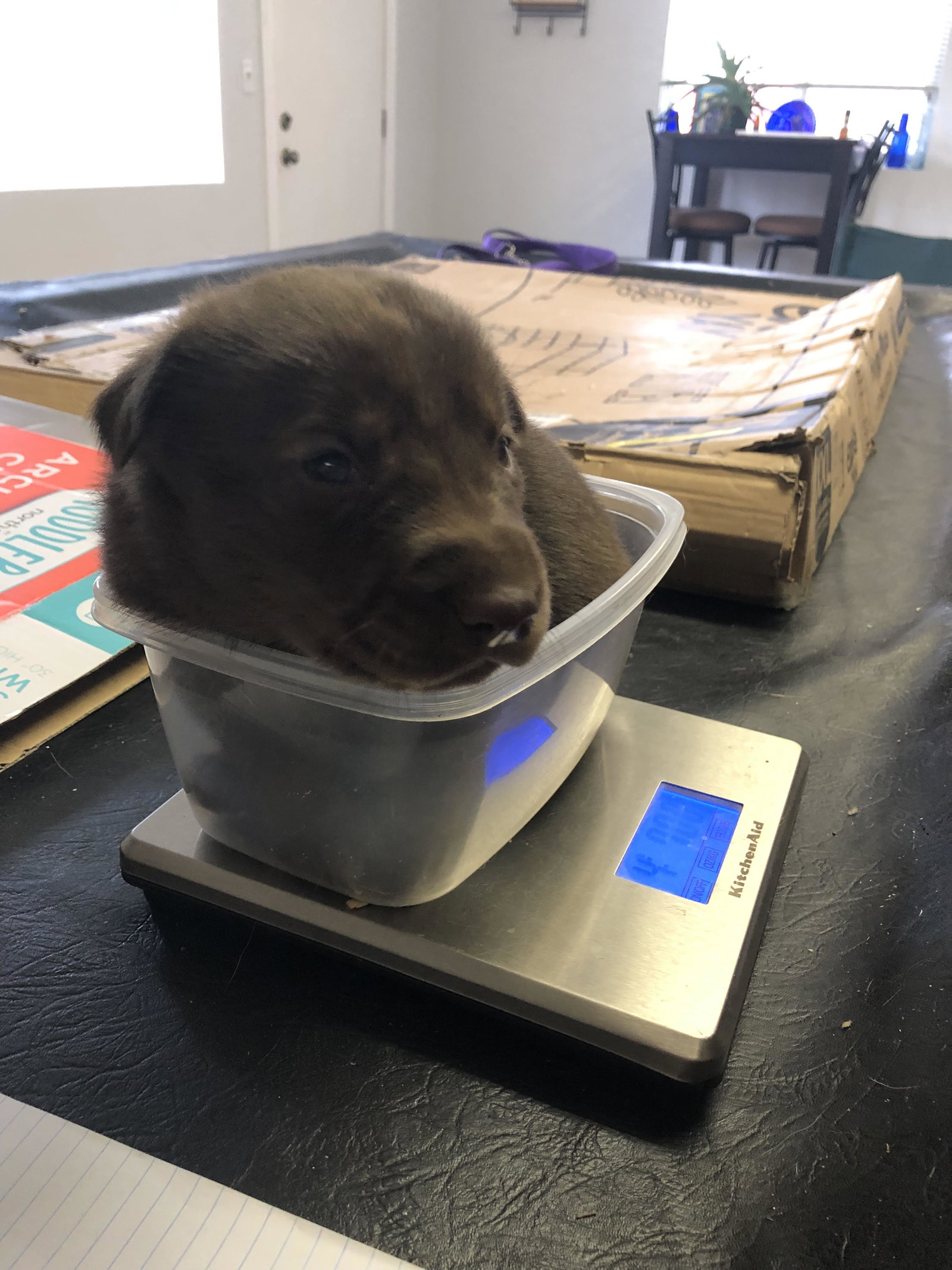 dog-image