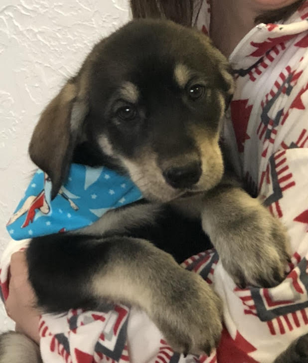 STAR (renamed Stella)