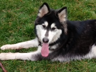 dog-image