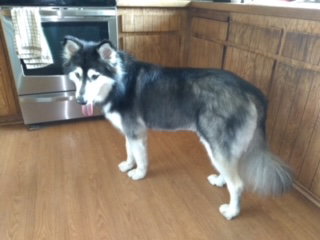 dog-image