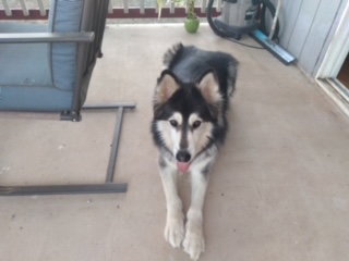 dog-image