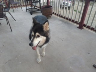 dog-image