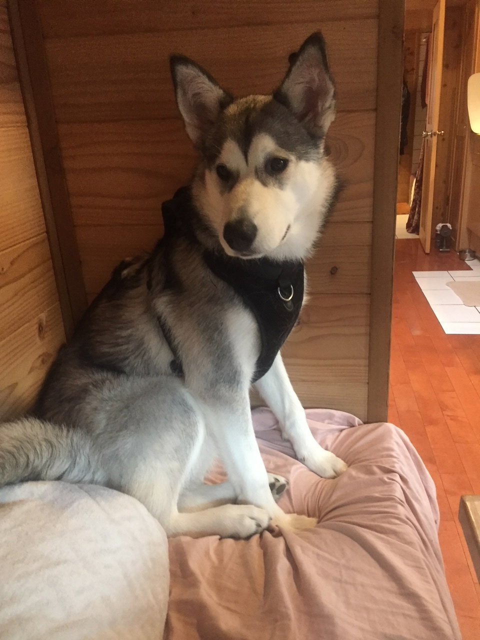 dog-image
