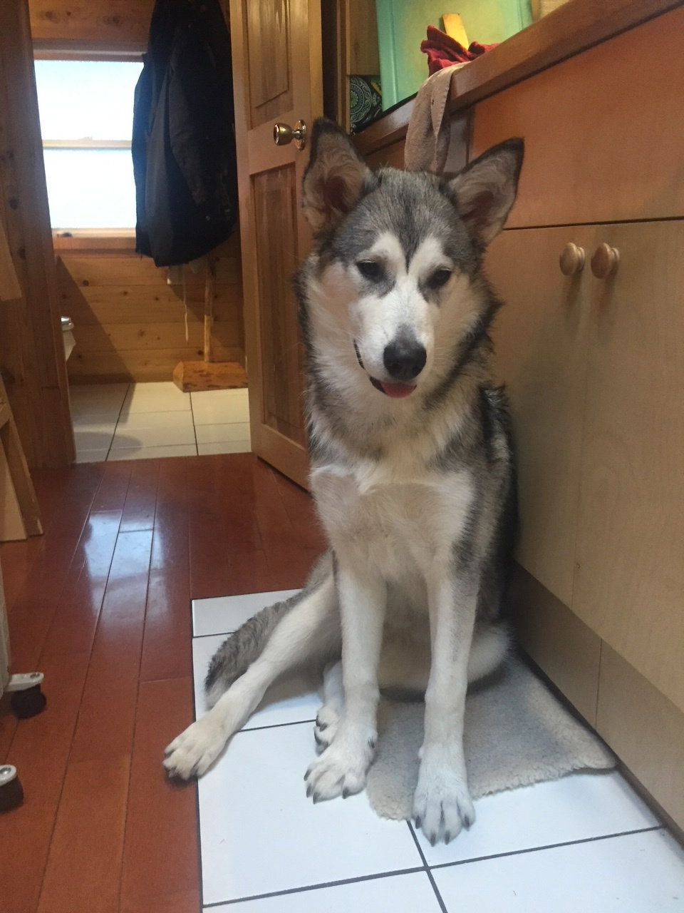 dog-image
