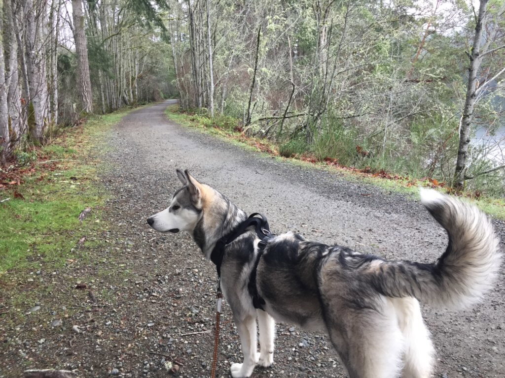 dog-image