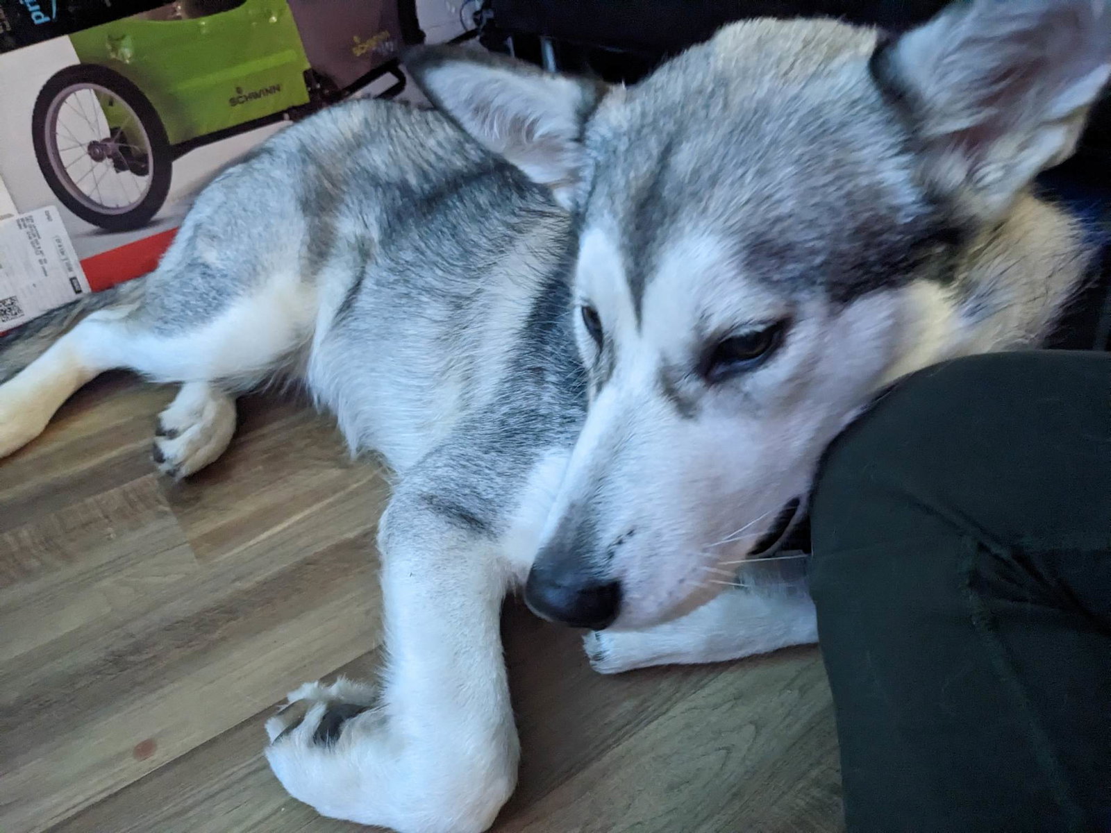 dog-image