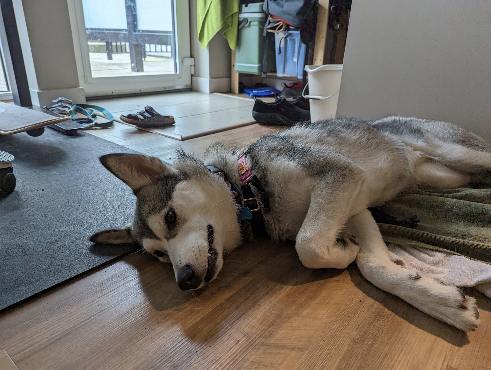 dog-image