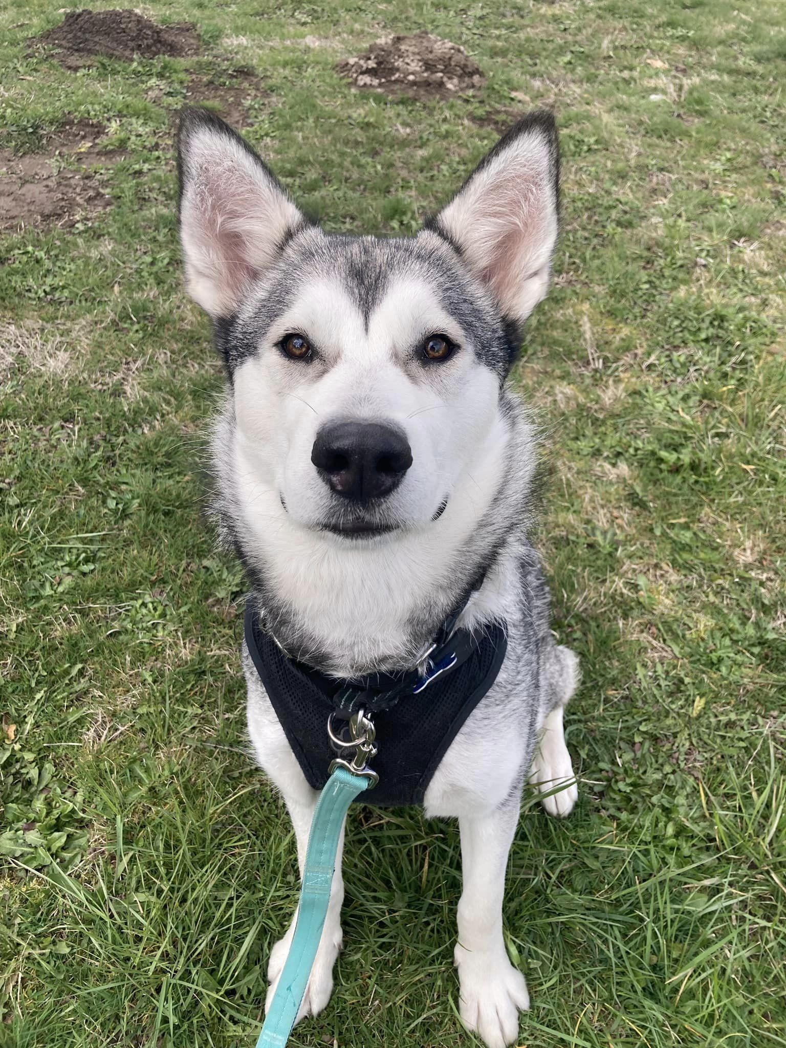 dog-image