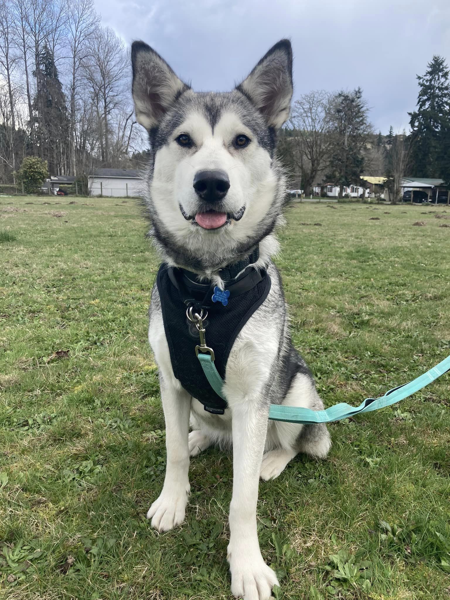 dog-image
