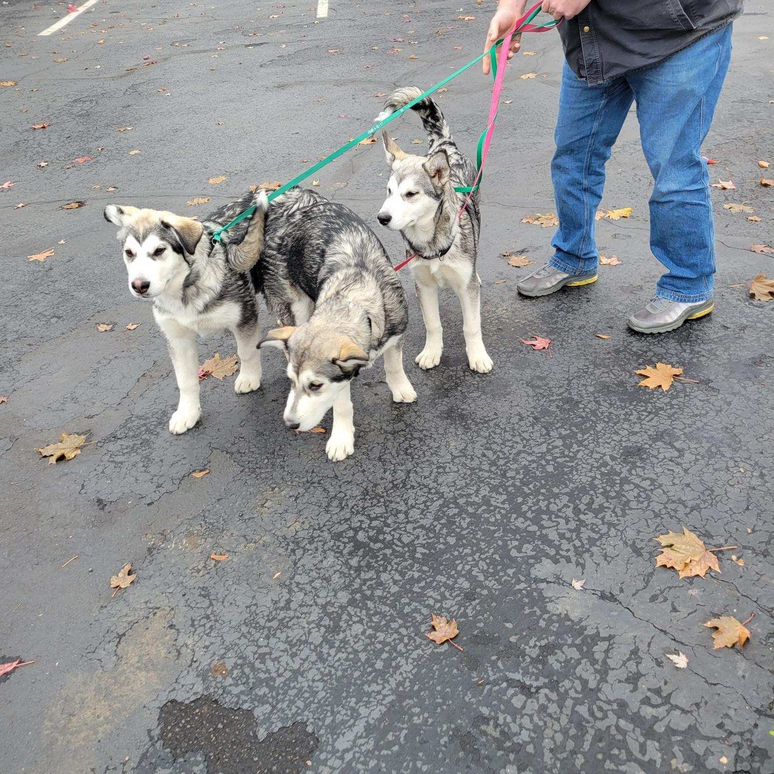dog-image