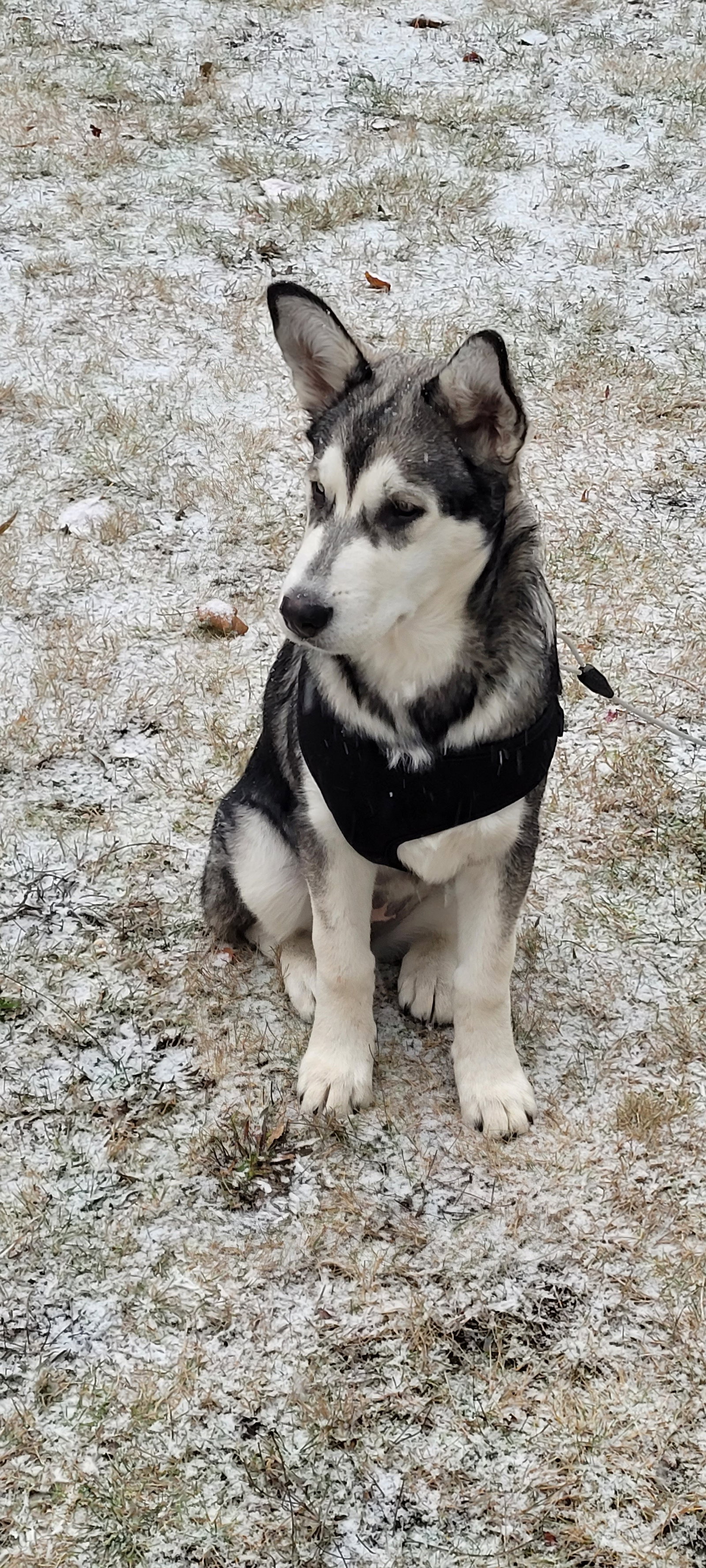 LILY (renamed Aurora)