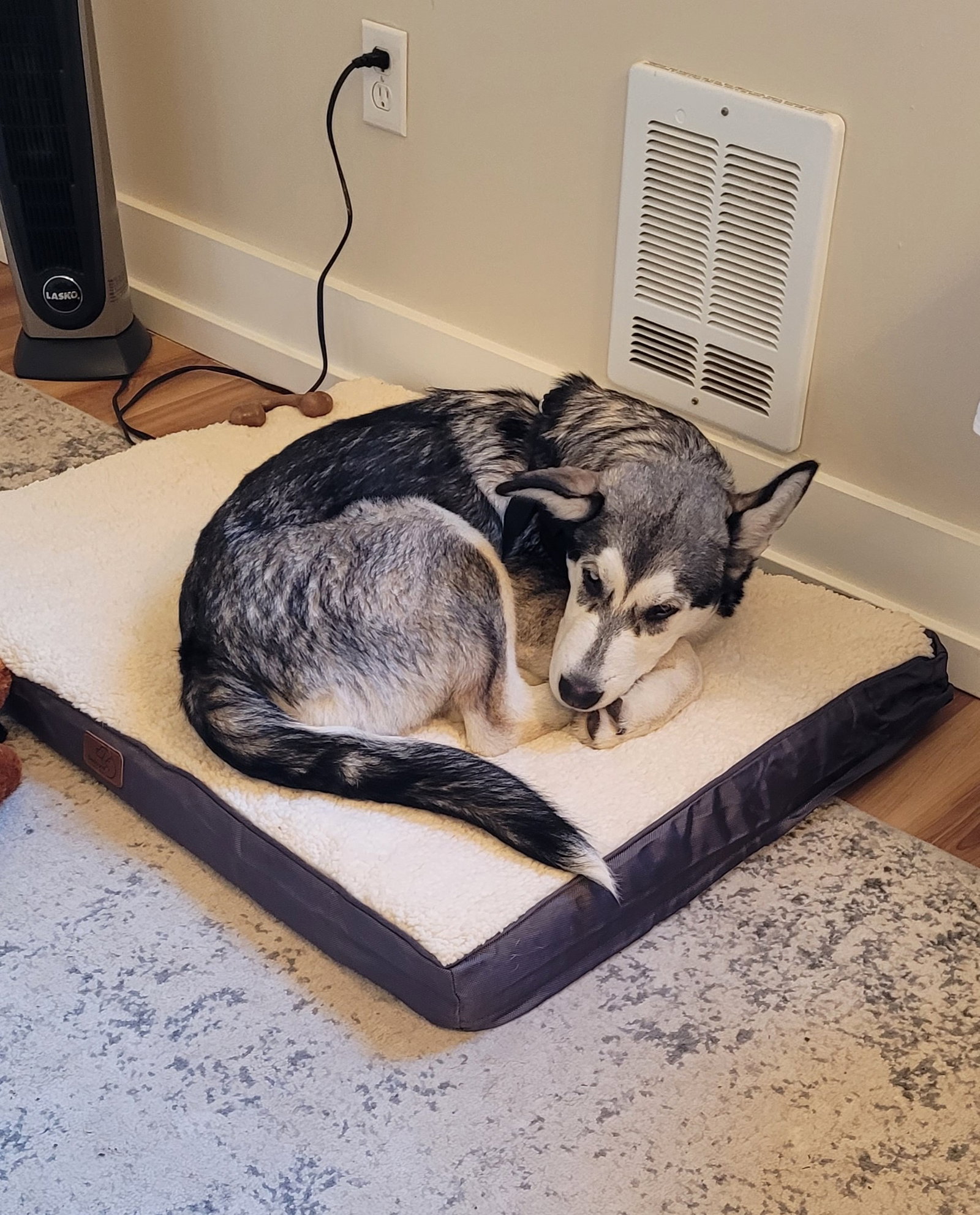 dog-image