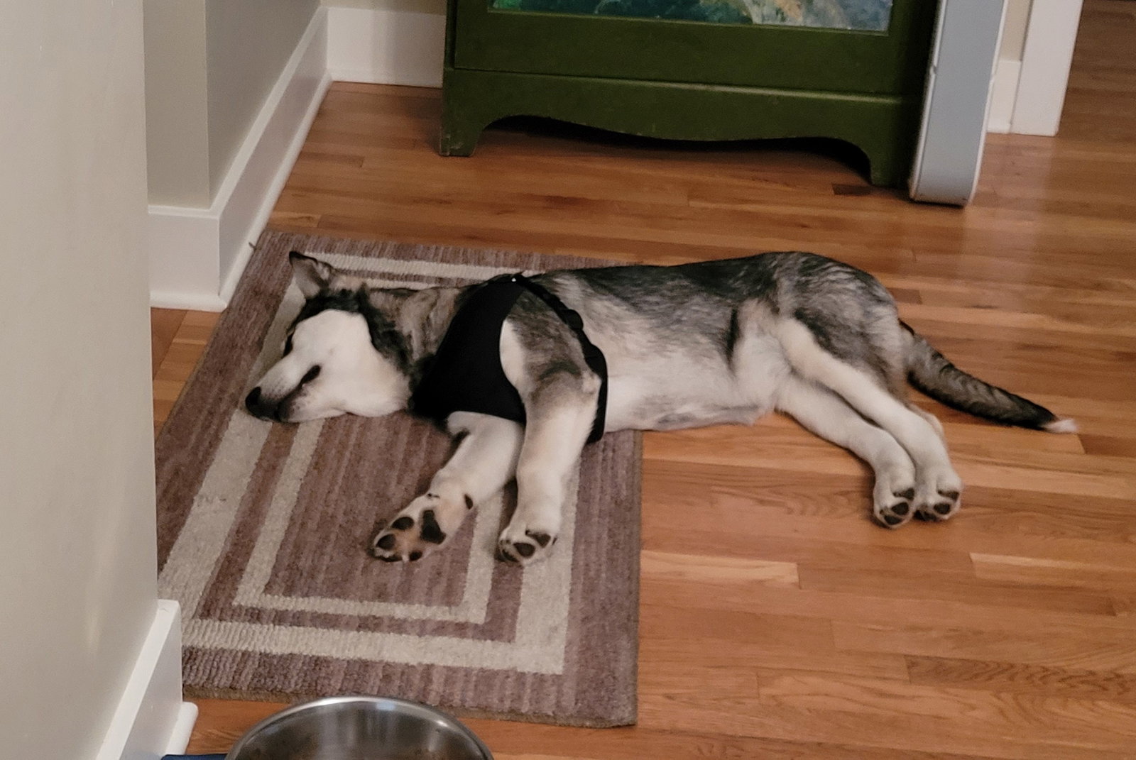 dog-image