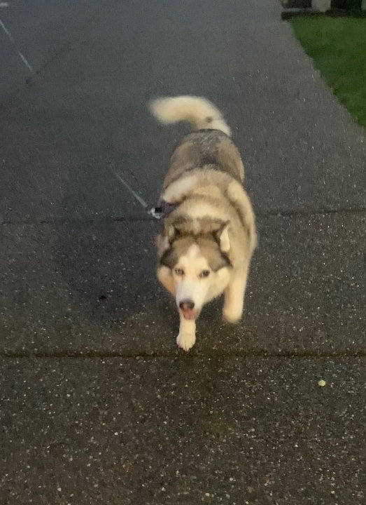 dog-image