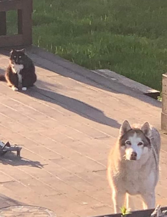 dog-image