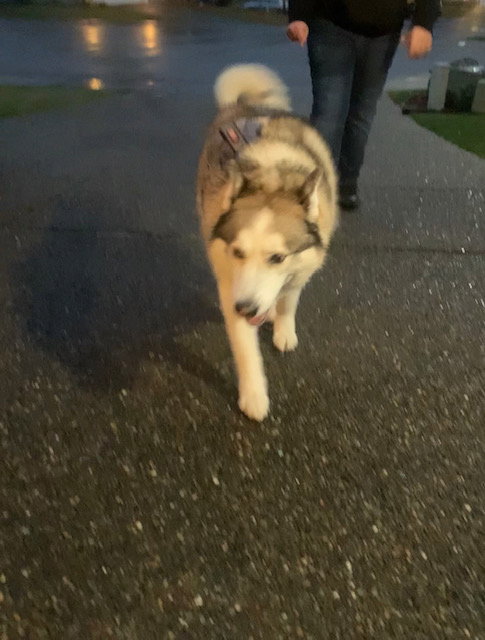 dog-image