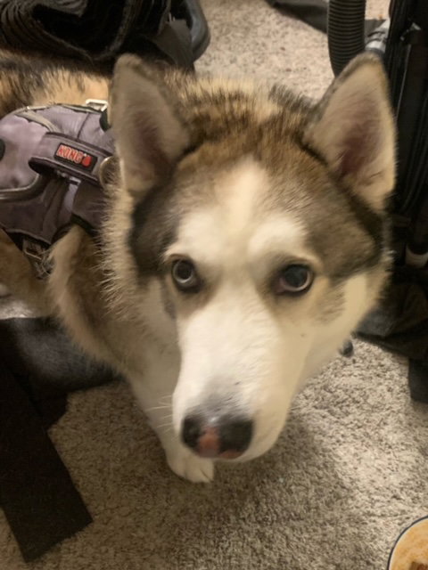 dog-image