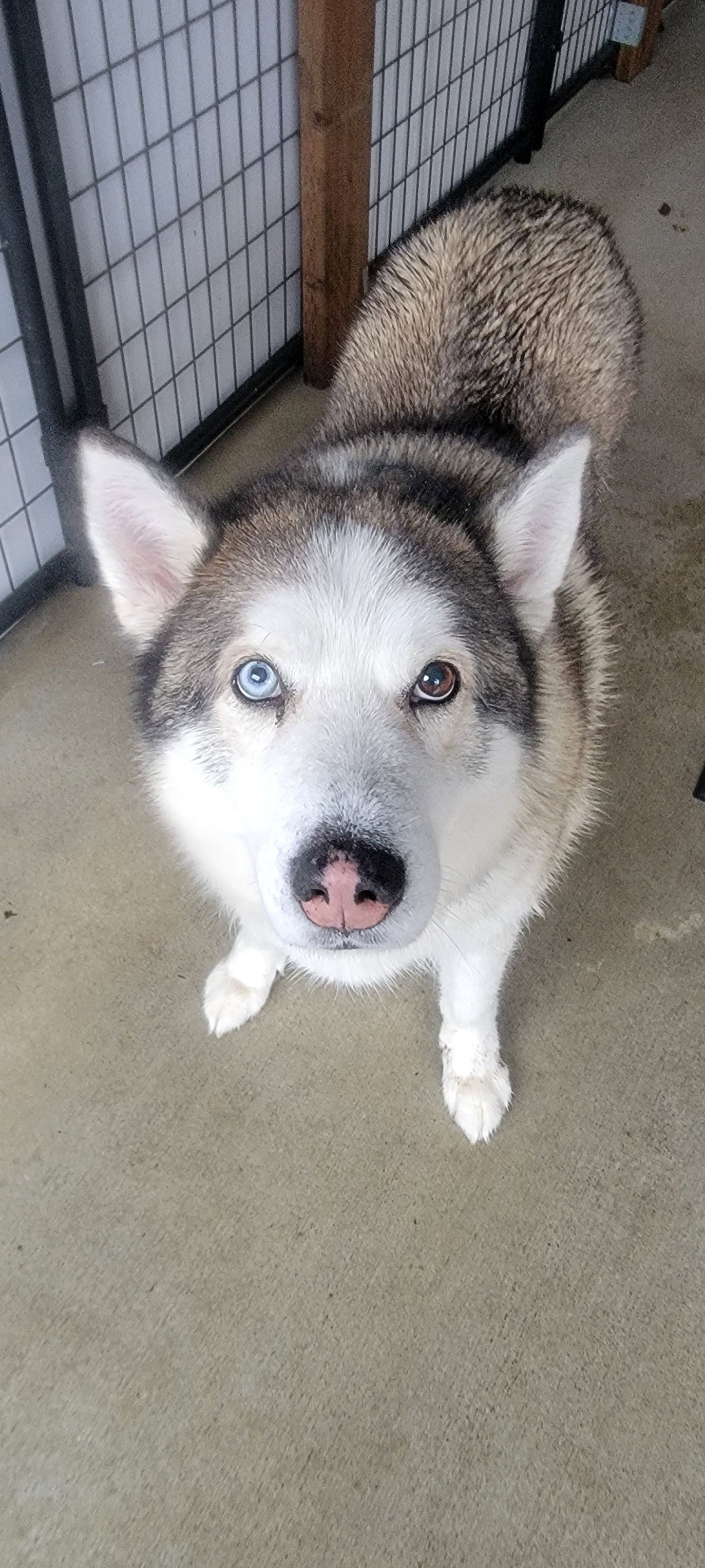 dog-image