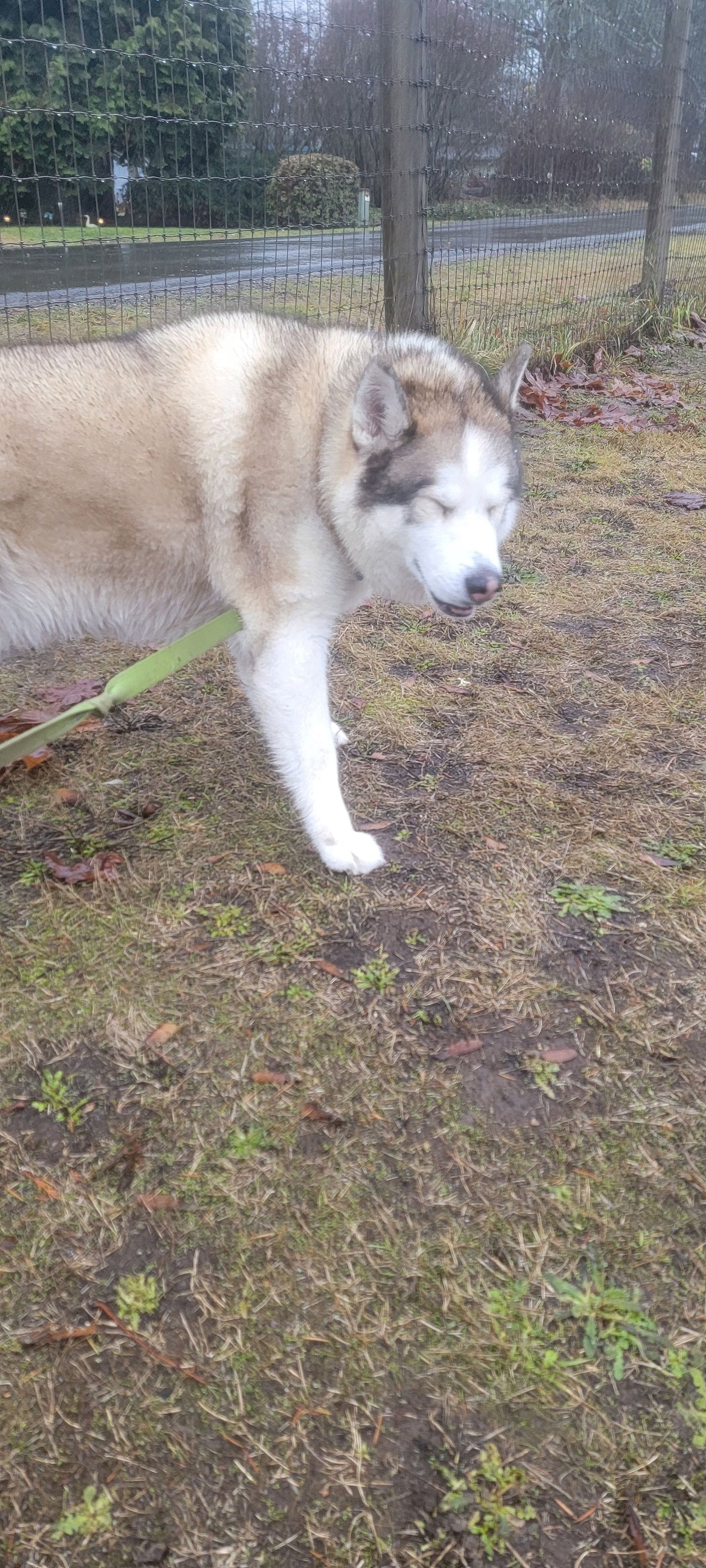 dog-image